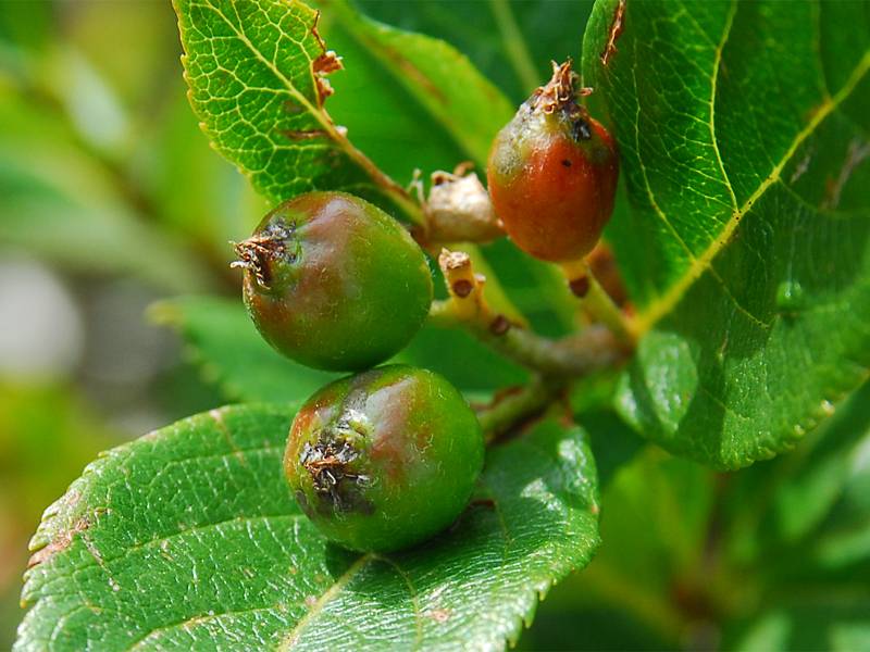 Sorbus chamaemespilus